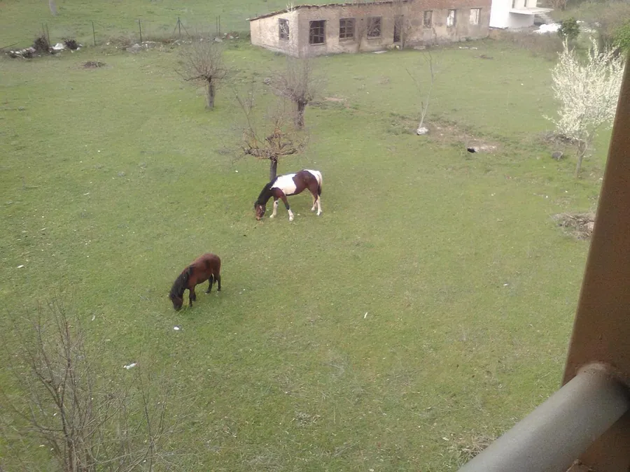 Άλογα στο λιβάδι δίπλα στον ξενώνα
